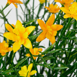 FEJKA artificial potted plant
