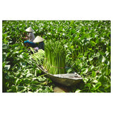 FRIDFULL Plant pot, water hyacinth, 12 cm