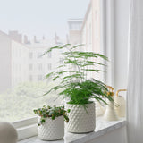 GLACIÄRBJÖRN Plant pot, white, 9 cm